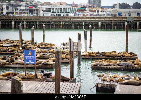 SAN FRANCISCO, USA - 2016. APRIL: Berühmter Pier 39 in San Francisco mit Seelöwen, die auf Holzplattformen ruhen. San Francisco, USA. Stockfoto