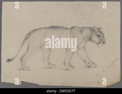 Striding Lioness Philip H. Wolfrom (Amerikanisch, 1870-1904). Striding Lioness, n.d. Graphit auf Papier, Blatt: 8 5/8 x 11 15/16 Zoll (21,9 x 30,3 cm). American Art n.d. Stockfoto