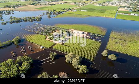 Ein Weinberg und Haus umgeben von Flutwasser in der Nähe der ländlichen Stadt Mildura, Nordwest-Victoria, Australien. Stockfoto