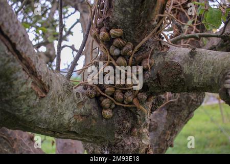 Viele Schnecken in einem Apfelbaum Stockfoto