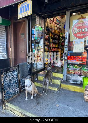 Hunde, die vor einer lokalen Bodega in Brooklyn, New Yortk, auf ihren Meister warten. Stockfoto