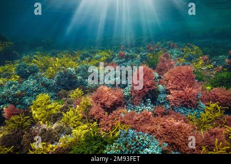 Bunte Algen mit Sonnenlicht unter Wasser im Ozean, Atlantik, Spanien, Galicien Stockfoto