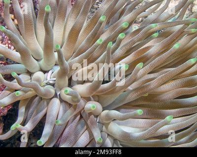 Seeanemonen sind eine Gruppe von Marine, räuberische Tiere der Bestellung Actiniaria Stockfoto