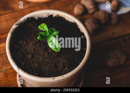 Junge Tangerine-Pflanze in einem Keramiktopf zu Hause umgetopft Stockfoto