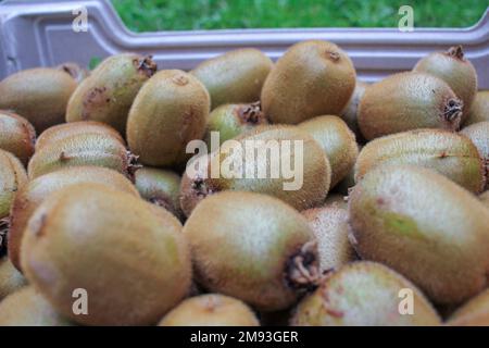 Ich habe dieses Jahr viele große organische Kiwis geerntet Stockfoto