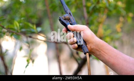 Die Hand eines Mannes mit einem Drucksprühgerät sprüht Apfelbäume in einem Frühlingsgarten und schützt den Obstgarten vor bakteriellen Pilzkrankheiten, Schädlingsparasiten, uns Stockfoto