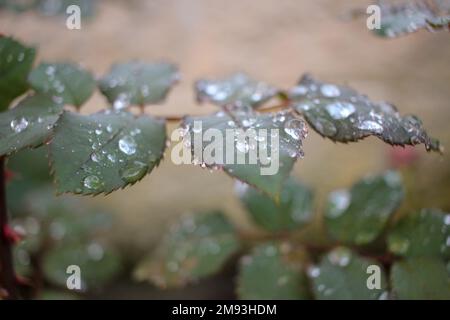 Tropfen Wasser auf den Blättern meiner Rosen nach Regen Stockfoto