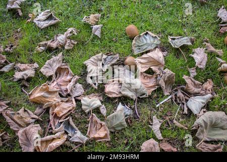 Mein Garten mit vielen Blättern und gefallenen Kiwis Stockfoto