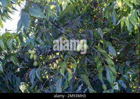 Plantage von Pekannussbäumen in der Nähe von Paphos mit grünen unreifen Nüssen, Zypern Stockfoto