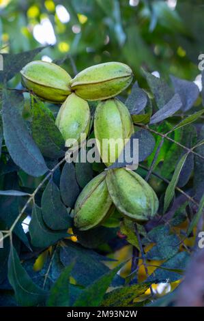 Plantage von Pekannussbäumen in der Nähe von Paphos mit grünen unreifen Nüssen, Zypern Stockfoto