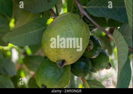 Gewöhnliche tropische Guava-Pflanze mit leckeren aromatischen Früchten, die in der Nähe von Paphos, Zypern, wächst Stockfoto