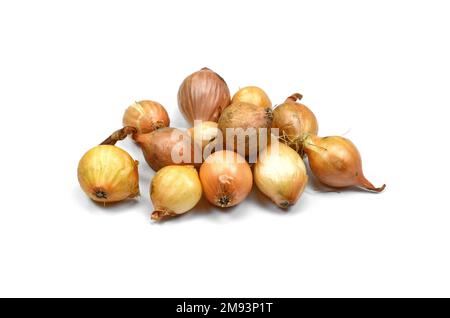Zwiebel auf weißem Hintergrund säen. Frühlingszwiebeln. Kleine Zwiebeln gelbe Zwiebelsätze bereit zum Pflanzen. Frühling, Gartenkonzept. Stockfoto