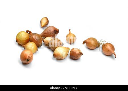 Zwiebel auf weißem Hintergrund säen. Frühlingszwiebeln. Kleine Zwiebeln gelbe Zwiebelsätze bereit zum Pflanzen. Frühling, Gartenkonzept. Stockfoto