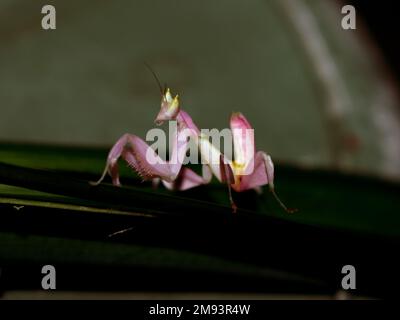 Der Grashüpfer wie eine Blume läuft auf den Blättern Stockfoto