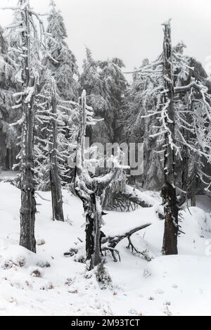 Tote Nadelbäume bedeckt mit Eis und Schnee an einem bedeckten Wintertag auf dem Gipfel des Berges Brocken, Nationalpark Harz, Deutschland Stockfoto