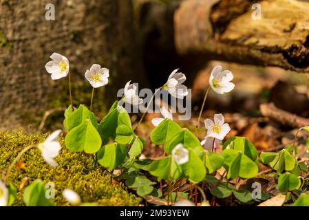 Blühender Holzsorrel (Oxalis acetosella) in einem Wald Stockfoto