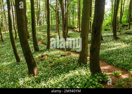 Wunderschöne Frühlingswaldszene mit einem Wanderweg, gesäumt von blühendem Knoblauch (Allium ursinum) und riesigen alten Buchenbäumen, Ith-Hils-Weg, Deutschland Stockfoto