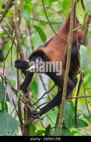 Spider Monkey (Ateles geoffroyi), der das Blatt frisst, Corcovado National Park auf der Halbinsel Osa, Costa Rica Stockfoto