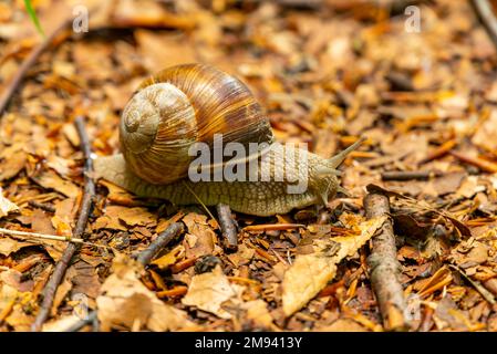 Nahaufnahme einer perfekt getarnten burgunderroten oder römischen Schnecke (Helix pomatia), die über den Waldboden krabbelt Stockfoto