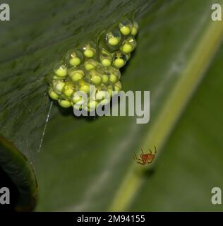 Rothäugige Baumfrösche, Agalychnis callidryas, legen ihre Eier auf den Boden der Blätter Stockfoto