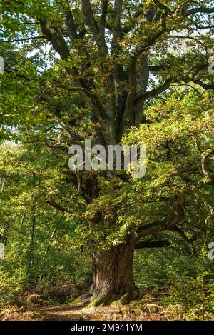 Die mächtige alte Eiche namens Rapp-Eiche im Urwald Sababurg, Reinhardswald, Hessen, Deutschland Stockfoto