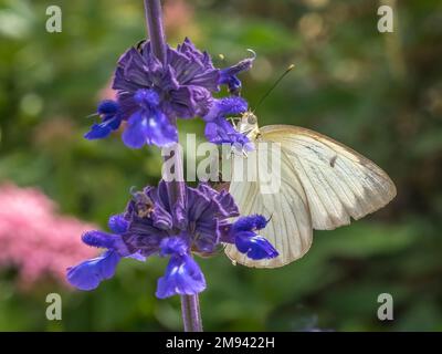 Nahaufnahme eines einzelnen weißen Schmetterlings aus dem Süden auf lila Mealycup Salbei Blumen Stockfoto