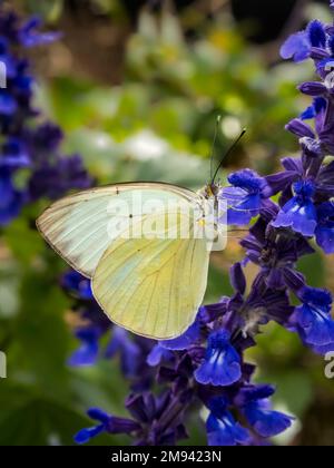 Nahaufnahme eines einzelnen weißen Schmetterlings aus dem Süden auf lila Mealycup Salbei Blumen Stockfoto