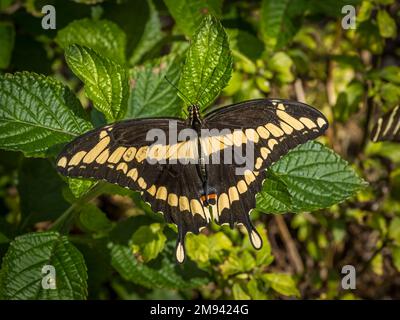 Ein einziger östlicher Riesenschwalbenschwanz-Schmetterling, Heraclides cresphontes, auf einer grünen Blattpflanze in einem Garten Stockfoto