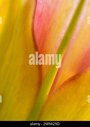 Nahaufnahme der gelben, roten und grünen Blume Stockfoto