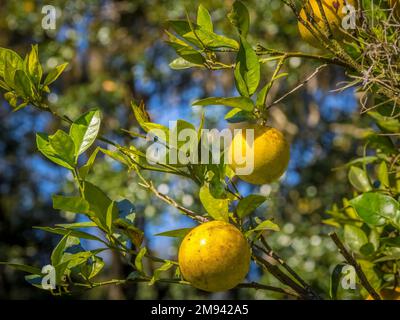 Nahaufnahme von Orangen, die an einem Baum im Südwesten Floridas, USA, wachsen Stockfoto