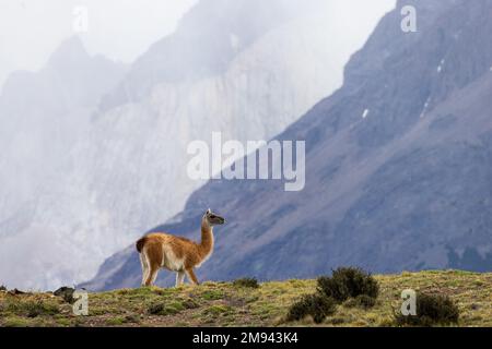 Lone Guanaco gegen die Gletscher im Torres del Paine Nationalpark, Chile Stockfoto