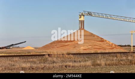 Milo 'Sorghum vulgare' & Corn 'Zea mays' Erntegut, gelagert am Aufzugort, Bandförderer, Kansas.Milo Stockfoto