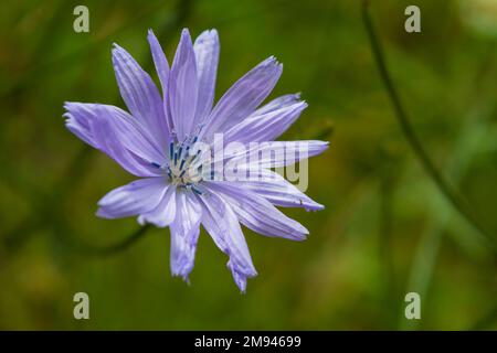 Eine einzelne blaue Blume der gewöhnlichen Zichorie (Cichorium intybus), eine mehrjährige Pflanze, die von einigen als Unkraut angesehen wird, aber essbar ist, mit vielen Verwendungszwecken. Stockfoto