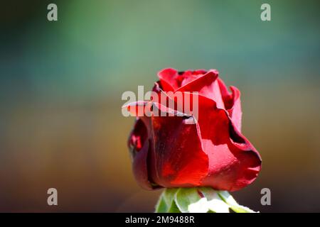 Nahaufnahme einer roten Rose während des Tages Stockfoto