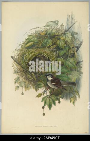 Passer Domesticus - Common House Sparrow John Gould (Britisch, 1804-1881). Lithografie auf gewebtem Papier, Blatt: 21 1/4 x 14 1/2 Zoll (54 x 36,8 cm). Europäische Kunst Stockfoto