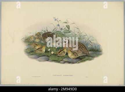 Coturnix Communis - Gemeiner Wachtel und junger John Gould (britisch, 1804-1881). Lithografie auf gewebtem Papier, Blatt: 21 1/4 x 14 1/2 Zoll (54 x 36,8 cm). Europäische Kunst Stockfoto