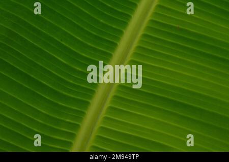 Porträt der Oberfläche eines Bananenblattes, fotografiert aus nächster Nähe. Geeignet für traditionelle Restaurantmenüs. Stockfoto