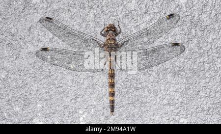 Eine Libelle hoch oben auf der Zementwand, Insektenmakrofoto, selektiver Fokus, Insektenmakro, Insektenmakro in Thailand. Stockfoto