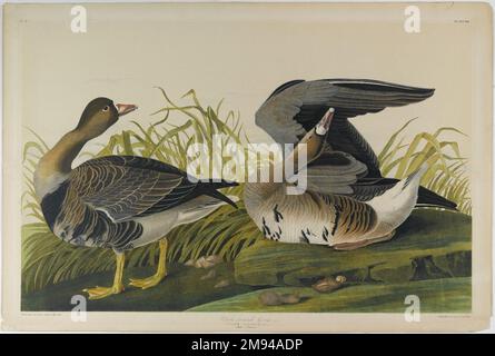 Weißer Gans John James Audubon (Amerikaner, geboren in Haiti, 1785-1851). , 1861. Lithograph American Art 1861 Stockfoto