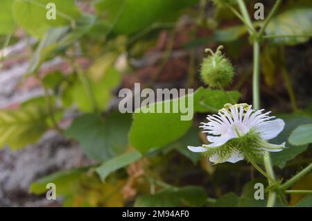 Porträt einer weißen Blume, Rambusa, die auf einer Weinrebe blüht, vor dem Hintergrund von Blättern und Ziegelsteinen und hellem Sonnenlicht. Stockfoto