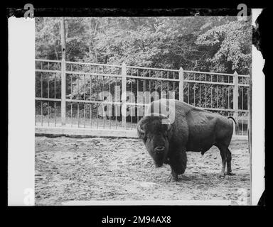 Buffalo (Mike), Prospect Park, Brooklyn Daniel Berry Austin (Amerikaner, geboren 1863, aktiv 1899-1909). , Ca. 1899-1909. Trockenplatte aus Silber-Gelatine-Glas negativ ca. 1899-1909 Stockfoto