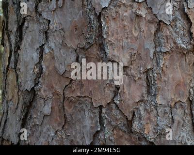 Nahaufnahme der strukturierten, verwitterten Rinde auf dem Stamm einer Lobolly-Kiefer in Texas. Stockfoto