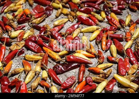Chili-Pfeffer-Hintergrund. Heiße rote Chili-Paprika werden draußen in der Sonne getrocknet. Mexikanische Küche, Gewürze, Speisekonzept. Hochwertiges Foto Stockfoto