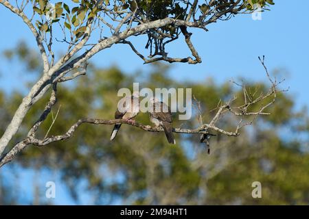 Zwei ausgewachsene australische, gepunktete Schildkrötentauben (Streptopelia chinensis), die auf einem Ast sitzen und sich gut in ihre Umgebung einfügen Stockfoto