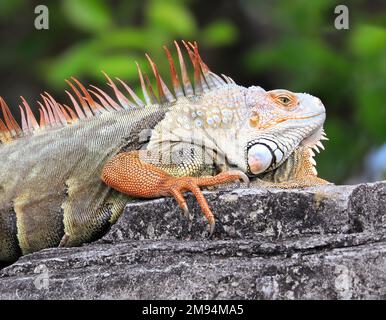 Grüner Leguan, auch bekannt als amerikanischer Leguan, ist ein Echsenreptil der Gattung Iguana in der Leguanfamilie Stockfoto