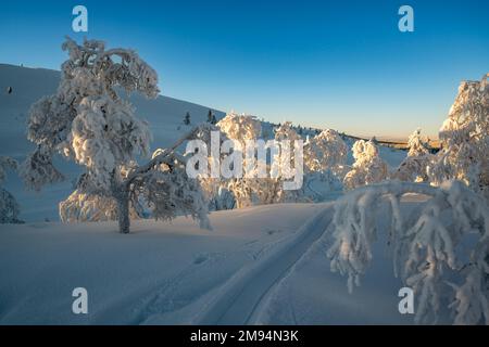 Skitour im Pallas-Yllästunturi-Nationalpark, Muonio, Lappland, Finnland Stockfoto