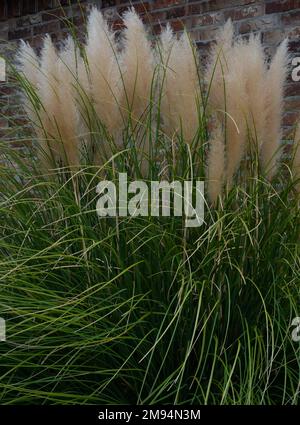 Nahaufnahme von Pampas Grass vor einer Ziegelmauer. Stockfoto