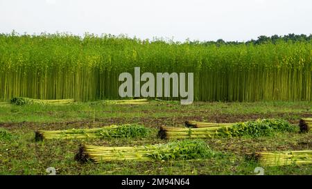 Grünes Jutefeld. Die Jute wird auf dem Boden getrocknet. Jute ist eine Art Bastfaserpflanze. Jute ist die wichtigste Ernte Bangladeschs. Stockfoto