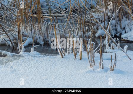 Winterlandschaft eines Flussees, der nicht vollständig mit Eis im Sonnenlicht bedeckt ist. Das Auftauen. Northern Winter Calm River mit Grasschildkröten bedeckt mit Frost Stockfoto