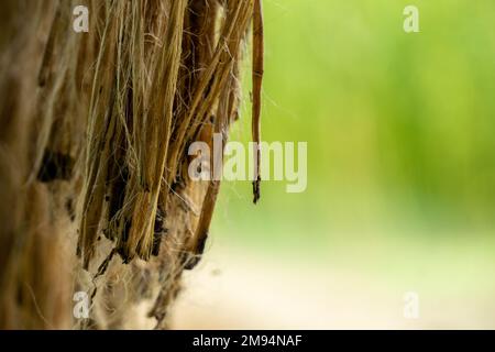 Die getränkte Jute wird in der Sonne getrocknet. Nahaufnahme von Jute. Jute ist eine Art Bastfaserpflanze, von der es Hunderte von Arten gibt. Jute ist es Stockfoto